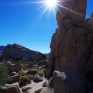 Joshua tree