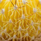 Cactaceae
