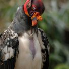 Vulture