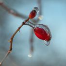 Frozen Rose-hip