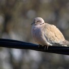 Streptopelia Decaocto