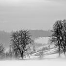 Winter trees