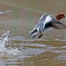 wigeon taking off