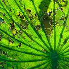 Old leaf