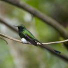 Booted Racket-Tail - Ocreatus underwoodii