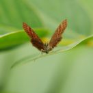 Abisara echerius