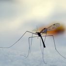 Tipula in the snow !