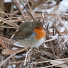 its cold for the robin