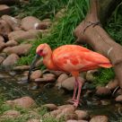 Ibis