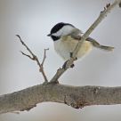 Black-Capped Chickadee