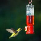 Hummingbird