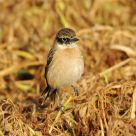Portraiture of a Little Bird