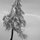 Alone In Tranquility