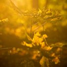 Golden time