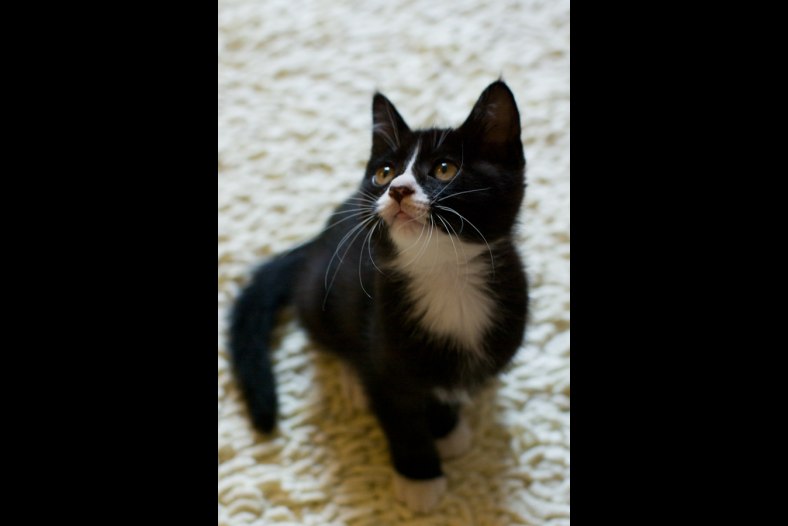 A cat named Mouse