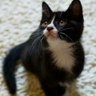 A cat named Mouse