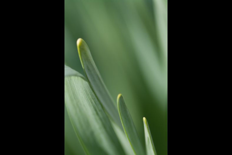 Monochrome in Green