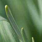Monochrome in Green