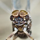 Mayfly