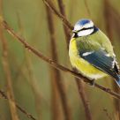 MÃ©sange Bleue