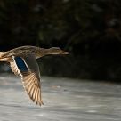 Flying Duck