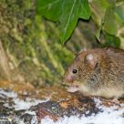 Bank Vole or Myodes glareolus