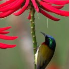 Fork-tailed Sunbird