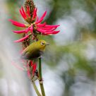 Oriental White Eyes