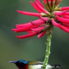 Aethopyga christinae