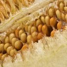 Melon seeds