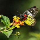 Delias pasithoe