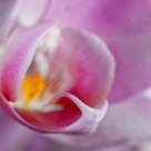 Phalaenopsis