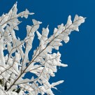 White&Blue