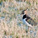 lapwing