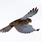 kestrel in flight