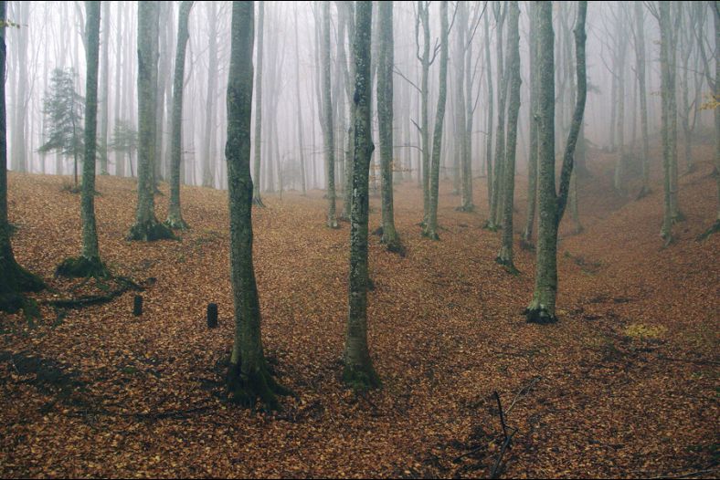 The Forest in the fog