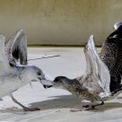 Fight for food.