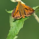 Moth in the morning
