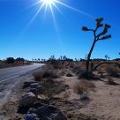 Joshua tree