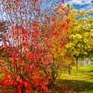 Fall Colours
