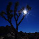 Joshua tree