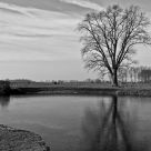 Tree on a riverbank
