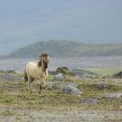 Wild Foal of Cotapaxi