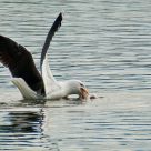Seagull hunting