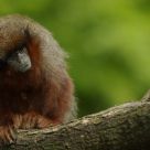 Titi monkey