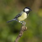 Great Tit