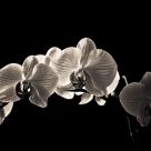 Orchids
