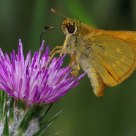 Tymelicus