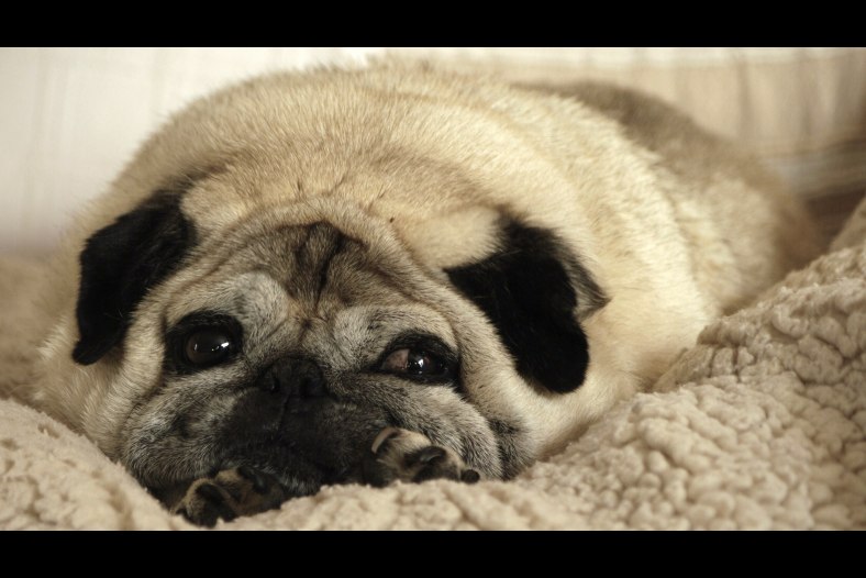 Duke our beautiful pug.