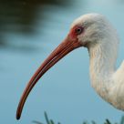White Ibis at Sunset